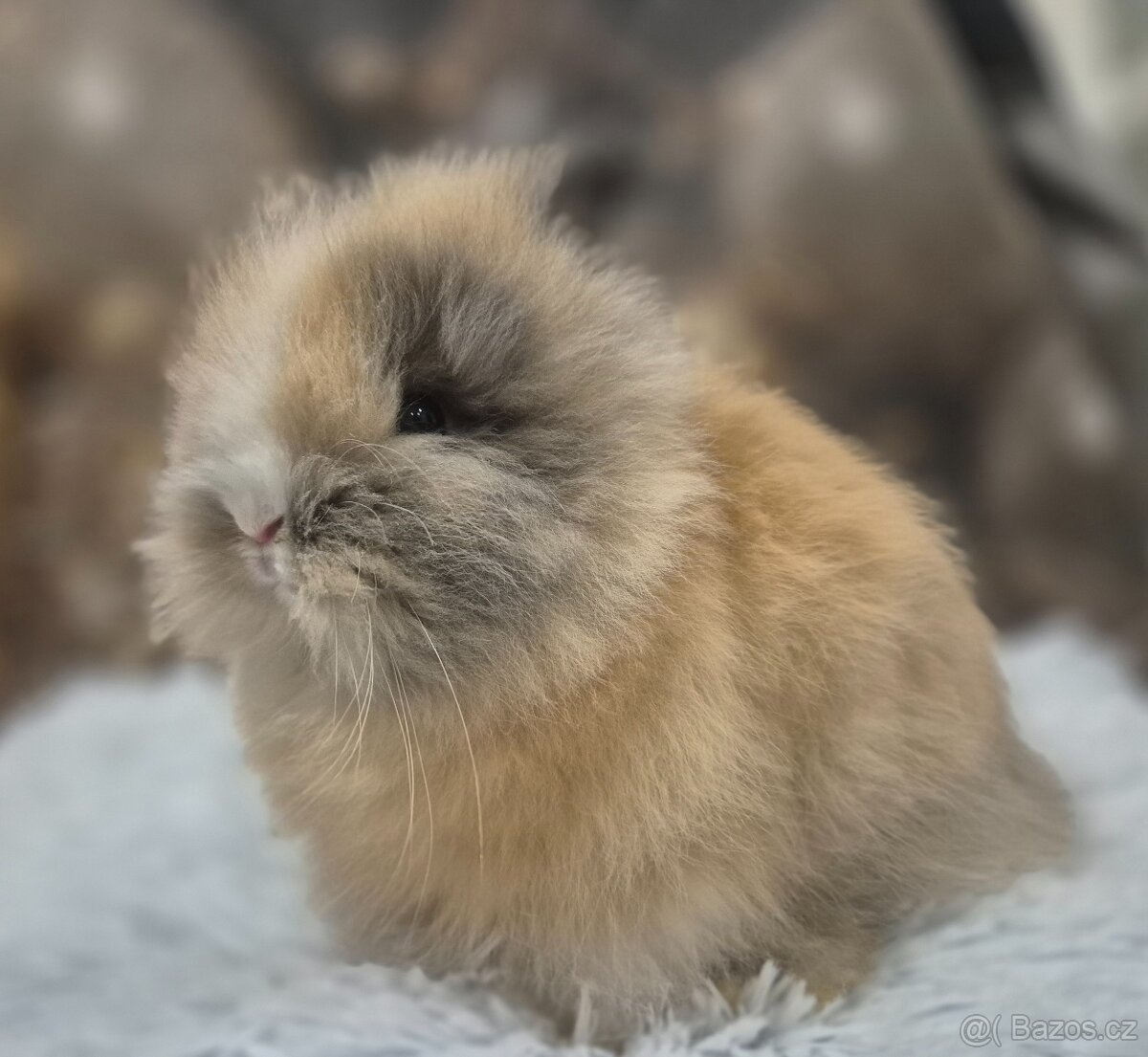 Zakryla králík teddy - 3