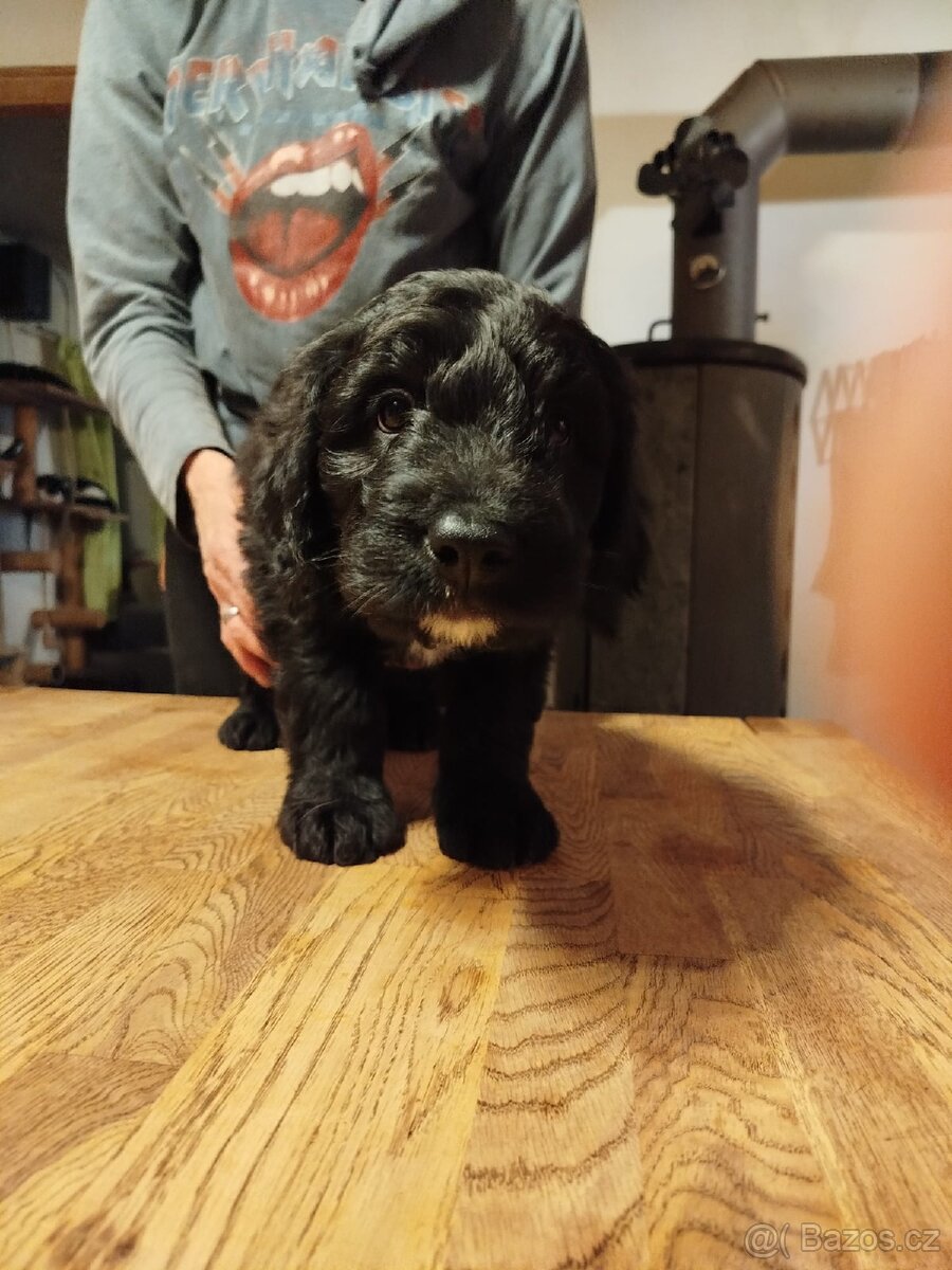 3 štěňata na prodej - 3