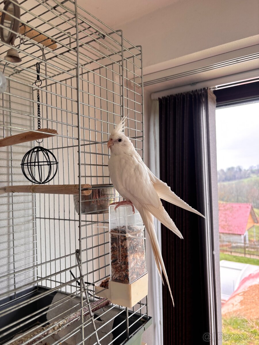 Korela bělohlavá - 3