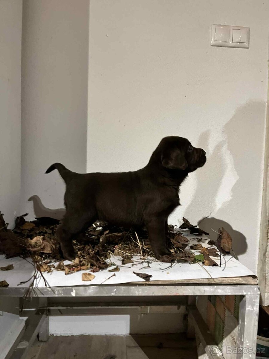 Labradorský retrívr - 3