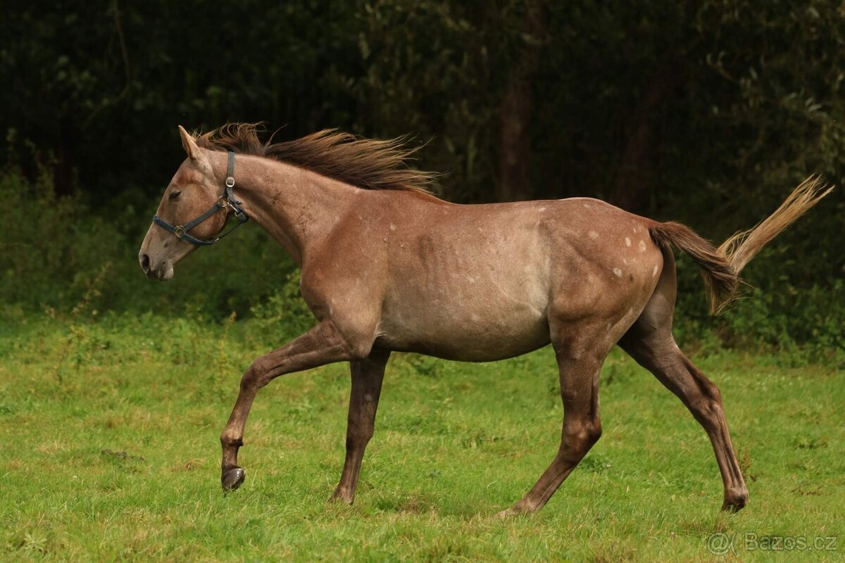 Prodám valacha CS, - 3