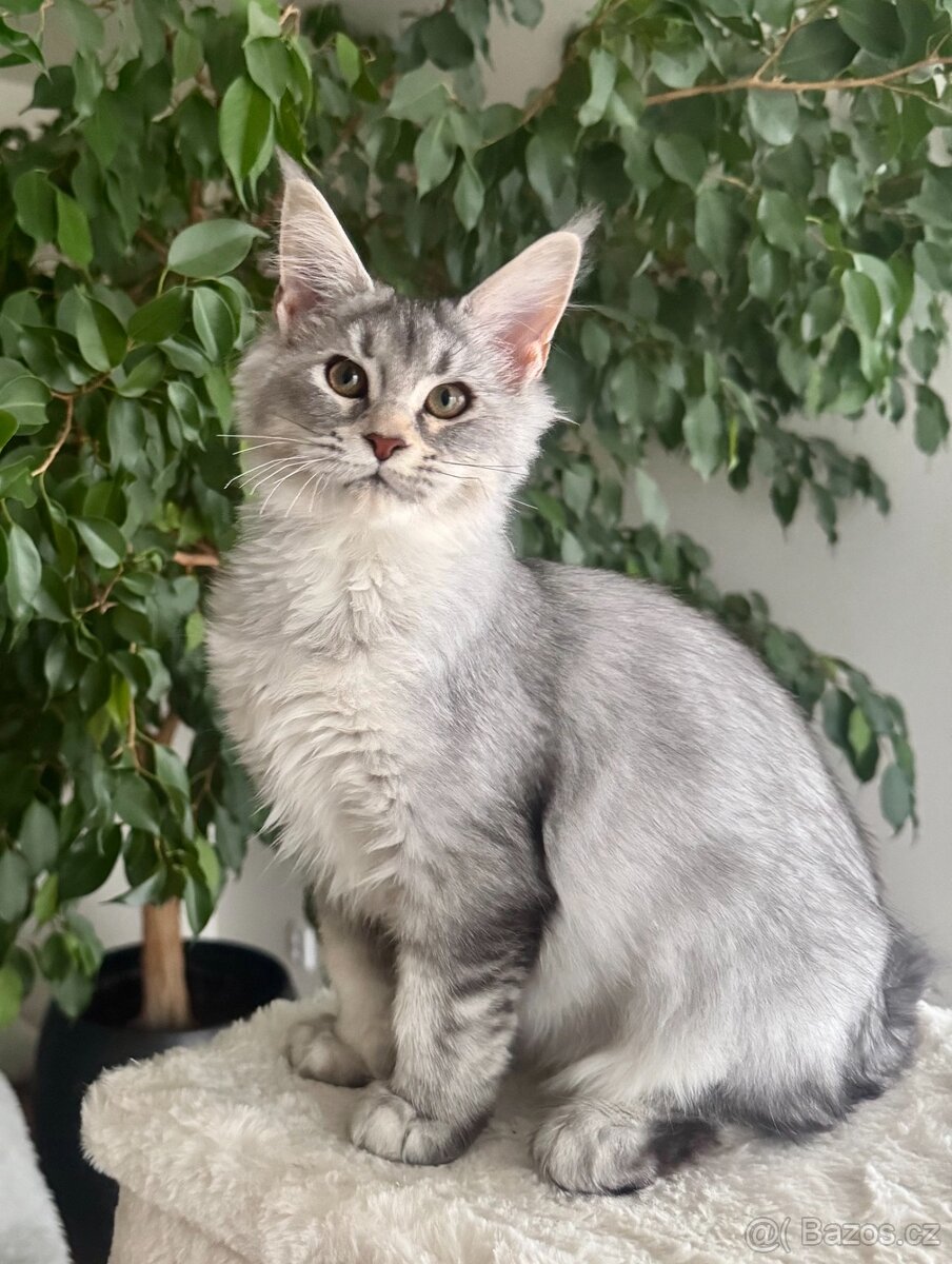 Mainská mývalí koťata s PP - 3