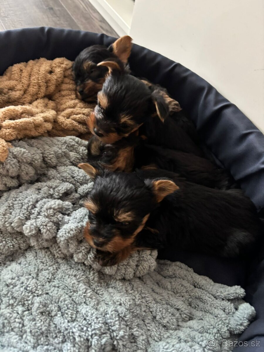 Jorkširsky teriér yorkširsky teriér - 3