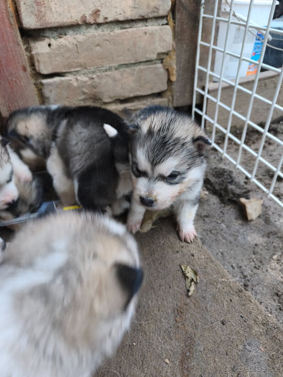 Šteniatka Aljašský malamut - 3