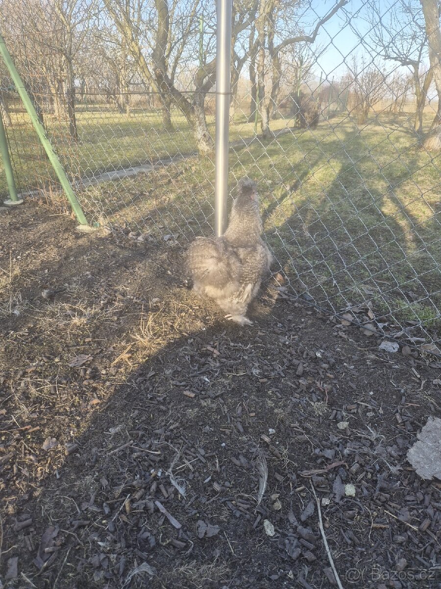 Hedvábnička kohout - 3