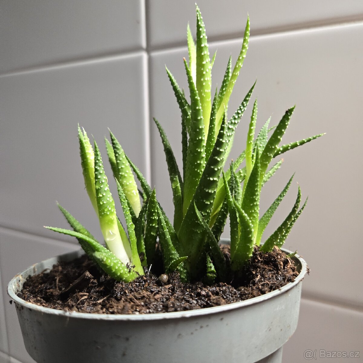 Haworthiopsis, trs - 3