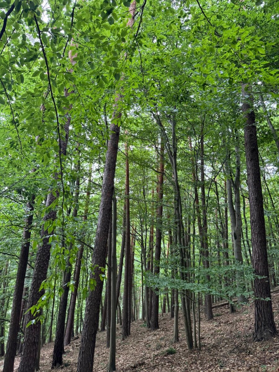 Prodám lesní pozemky v k.ú. Bohutín nad Moravou - 3