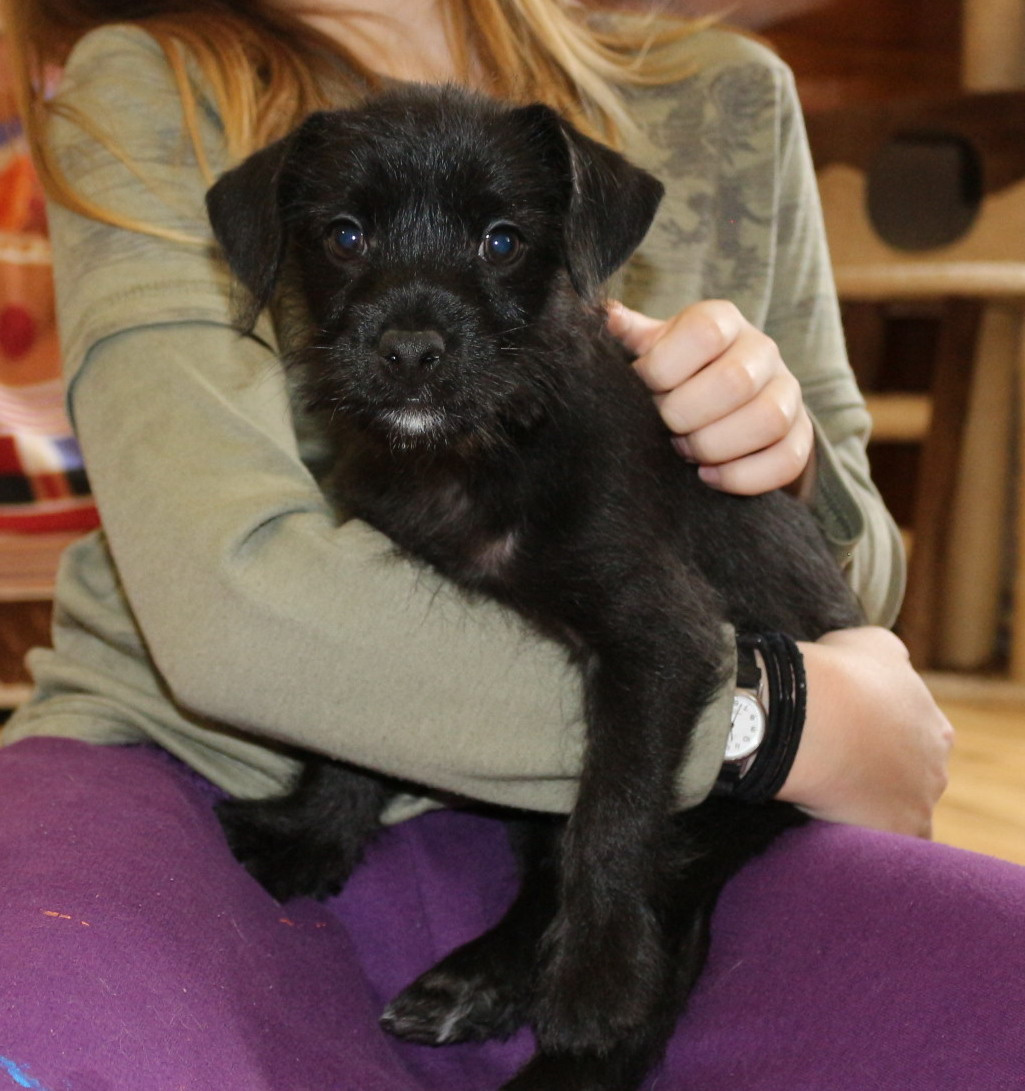 Peruánský naháč bez PP - 3