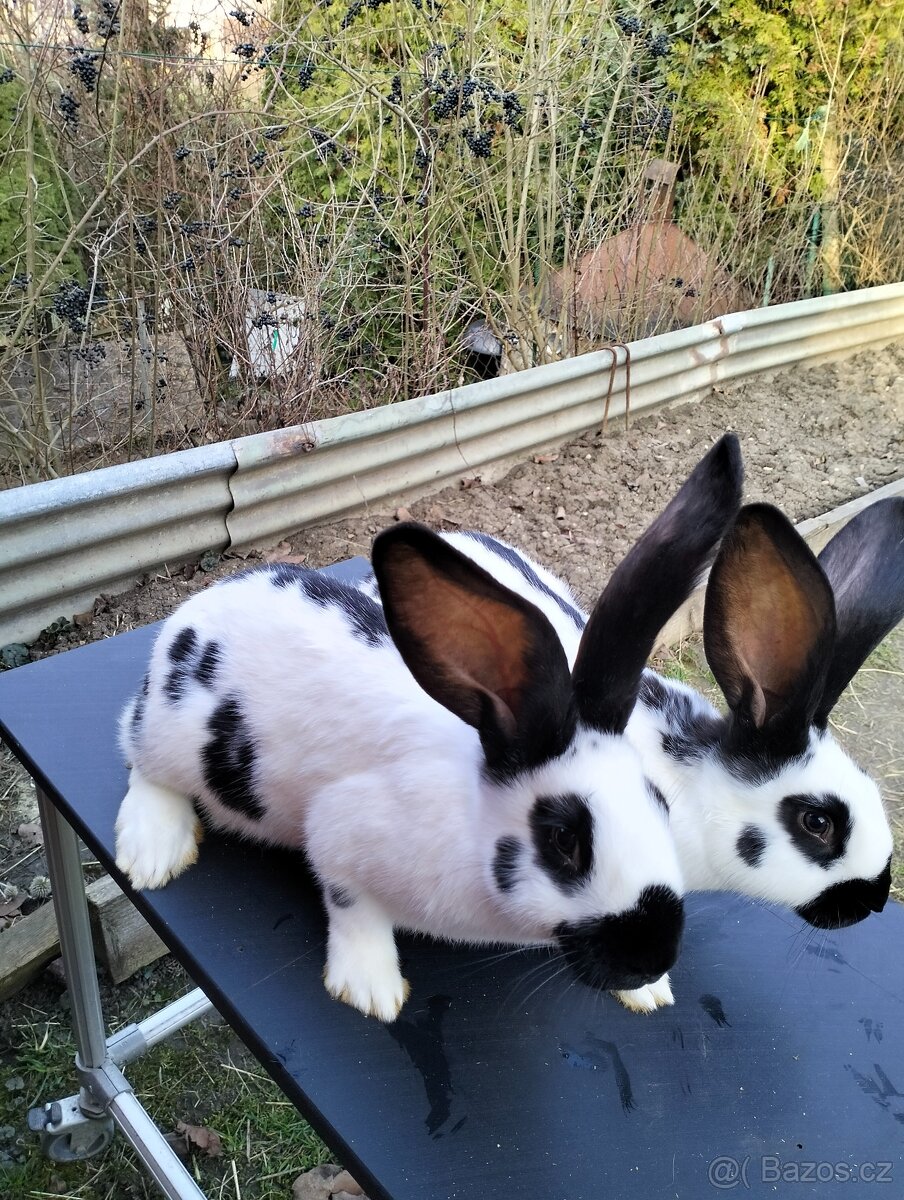 Německý strakač - 3