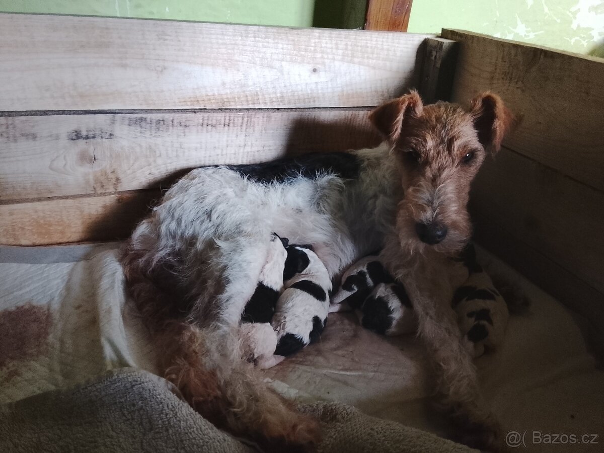 Foxterier drsnosrstý - 3