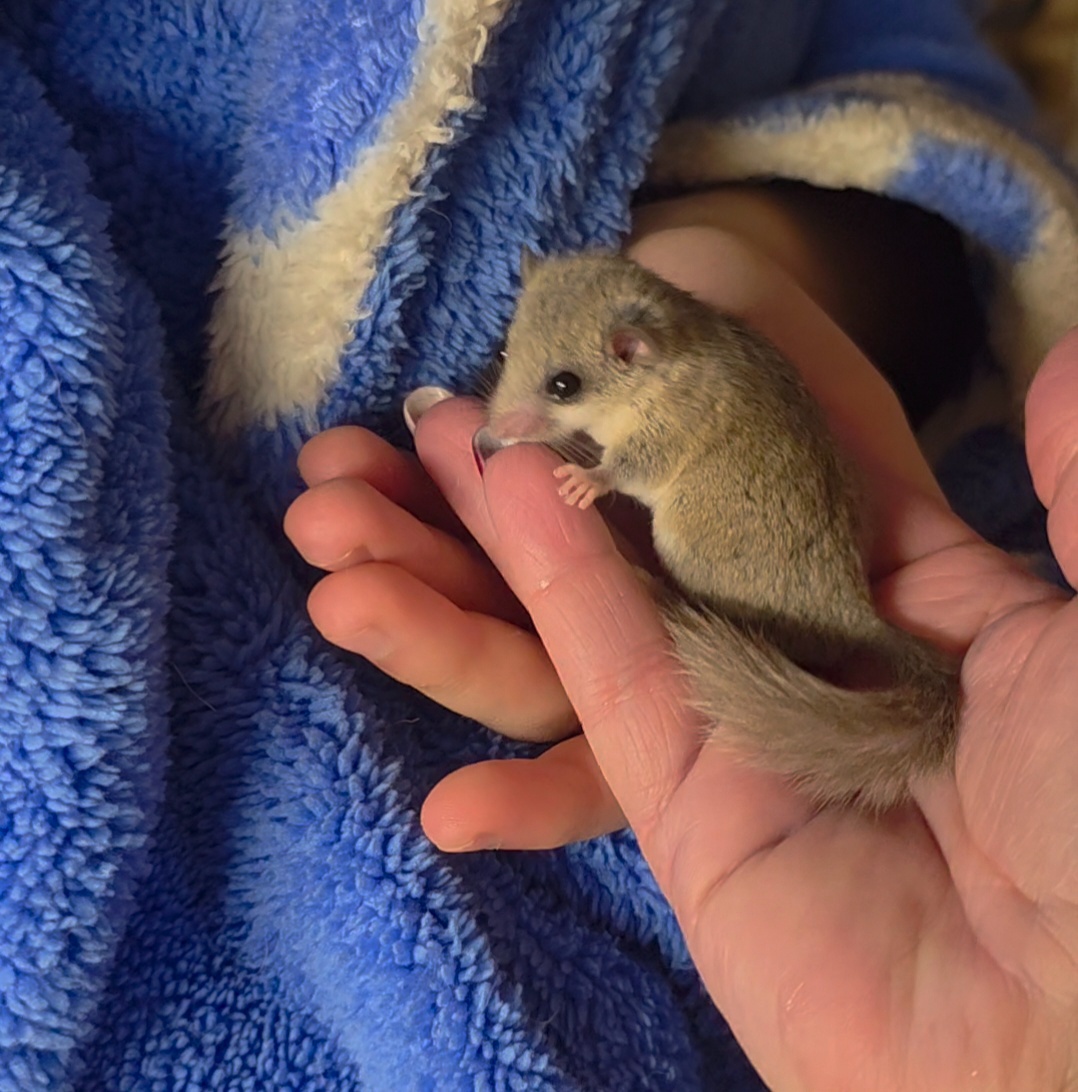 Plšík holčičky - 3