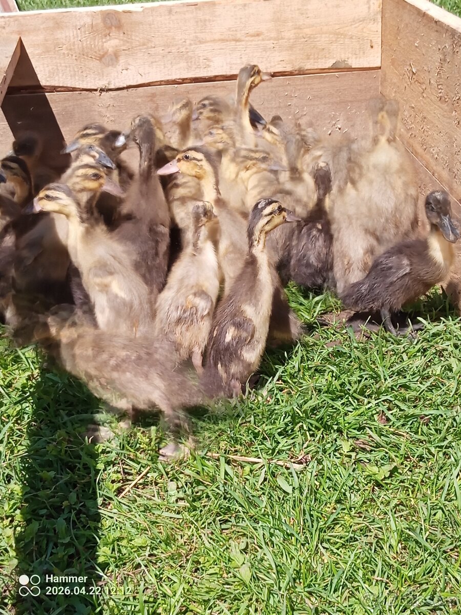 Indický běžec - 3