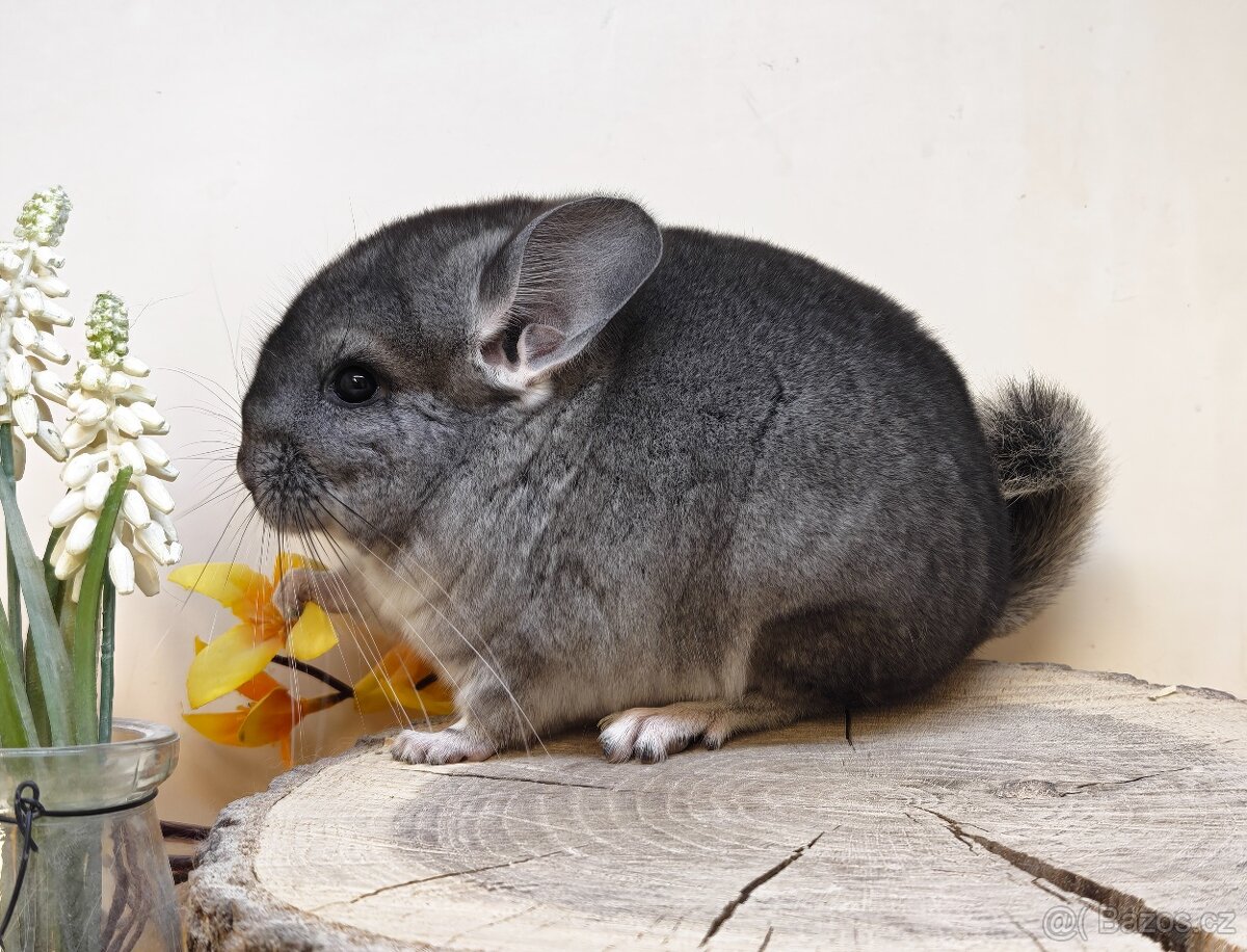Činčila Standard Grey - 3
