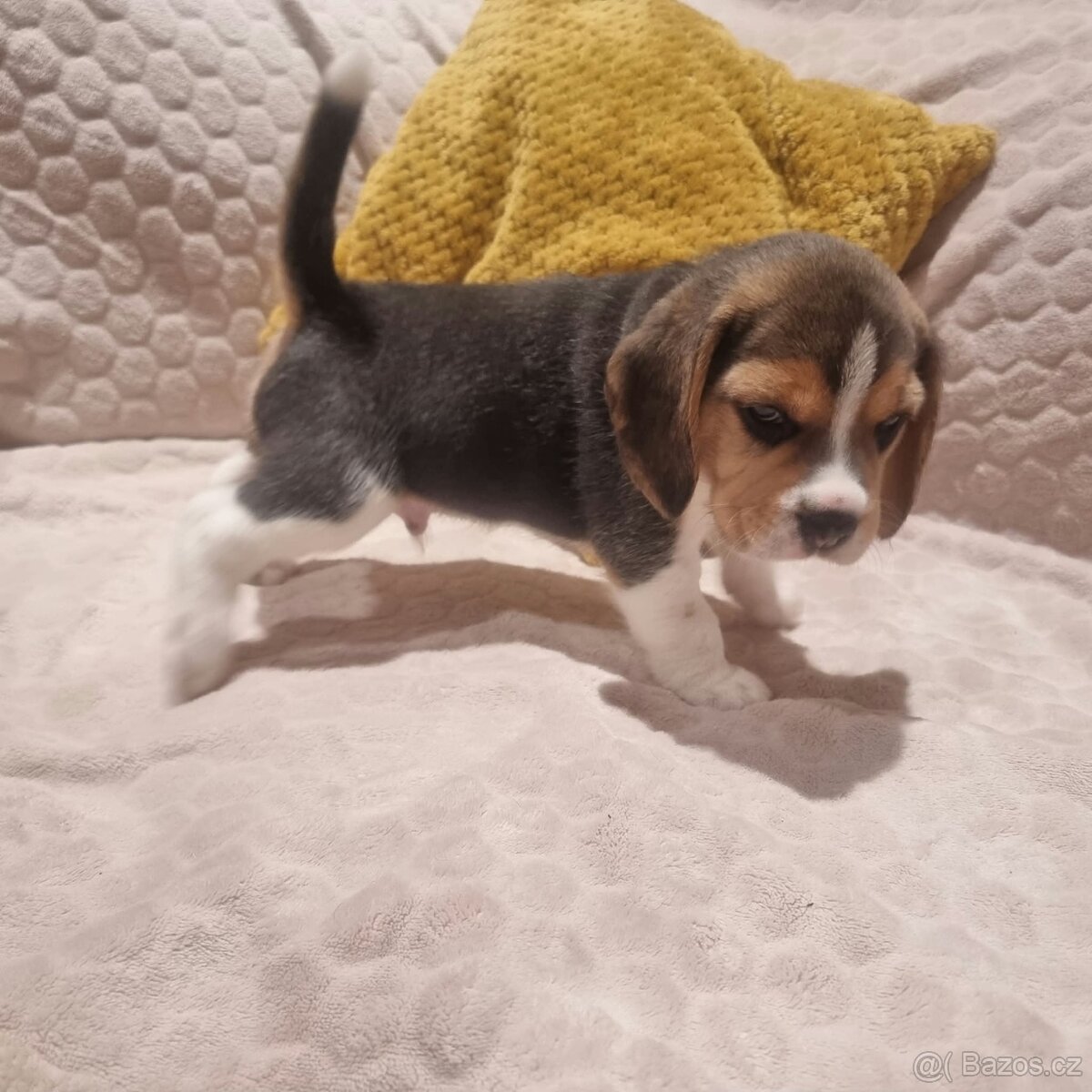 Bígl, Beagle, štěňátka - 3