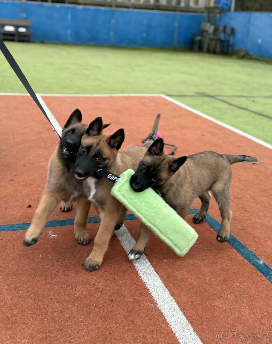 Štěňata Belgický ovčák MALINOIS - 3