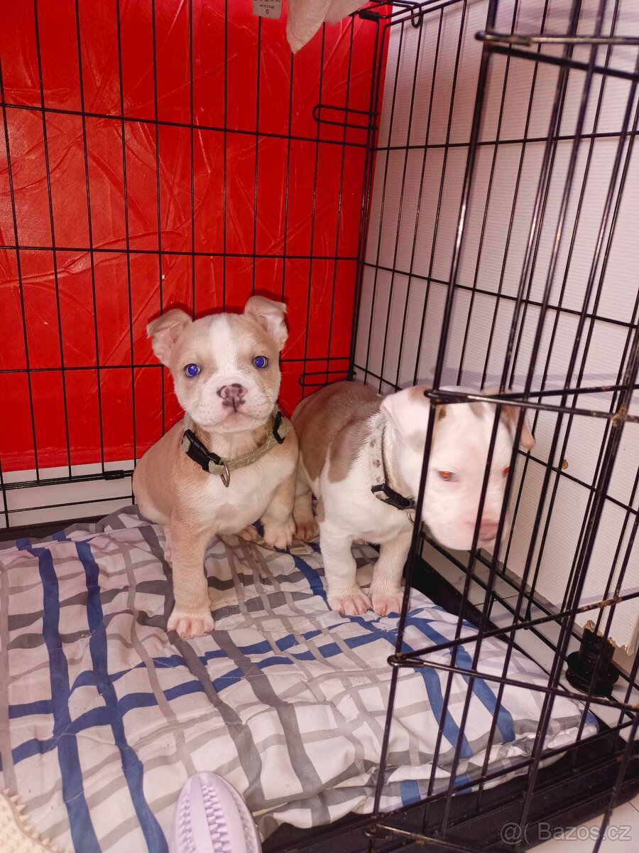 Stafordšírský bulteriér - 3