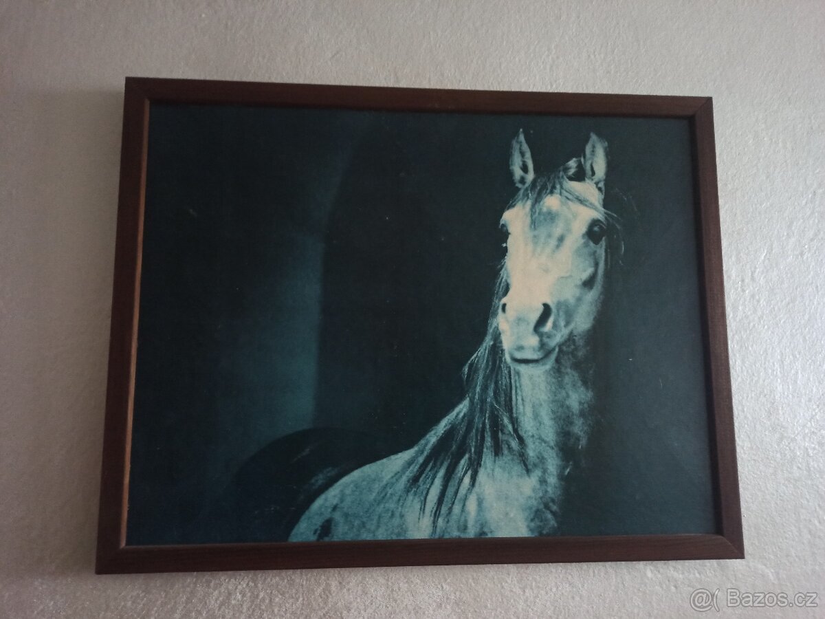 Obrazy - koně - 3