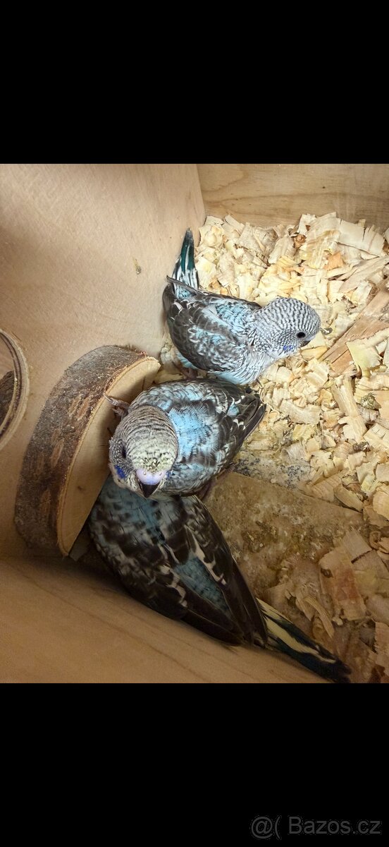 Andulky blackwing - 3