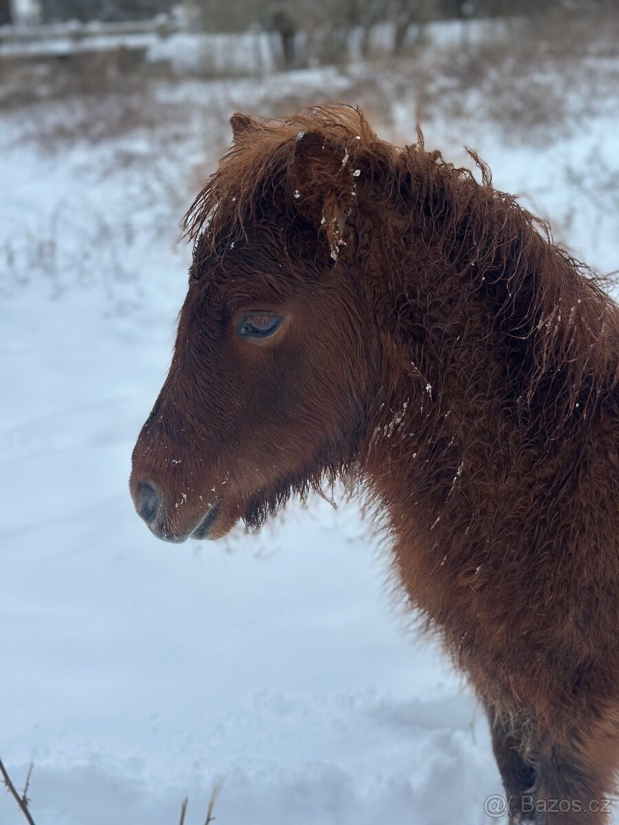 Shetland pony - 3