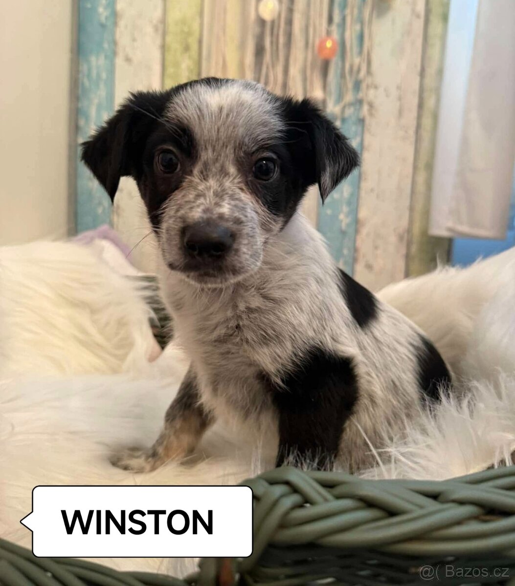 Waldo, Will a Winston - štěňátka, chlapečci - 3