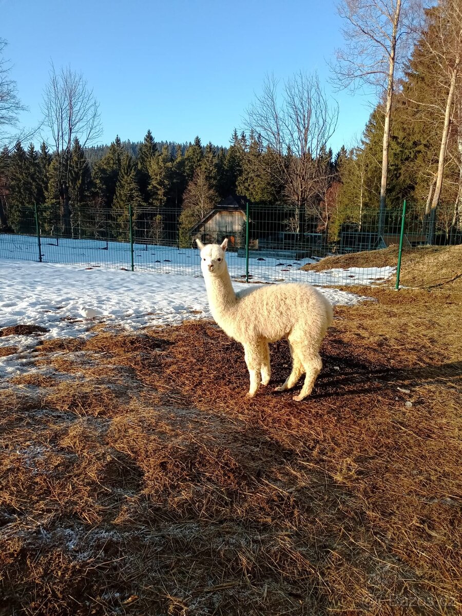 Lama alpaka - samec - 3