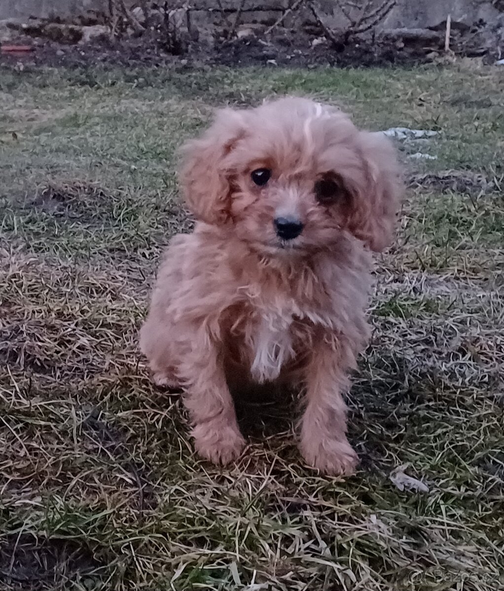 Cavapoo - 3