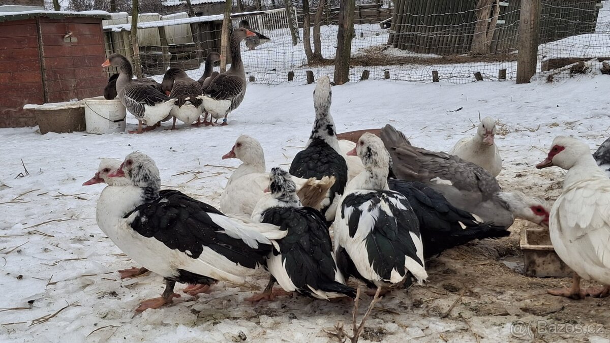 Kachna pižmová - 3