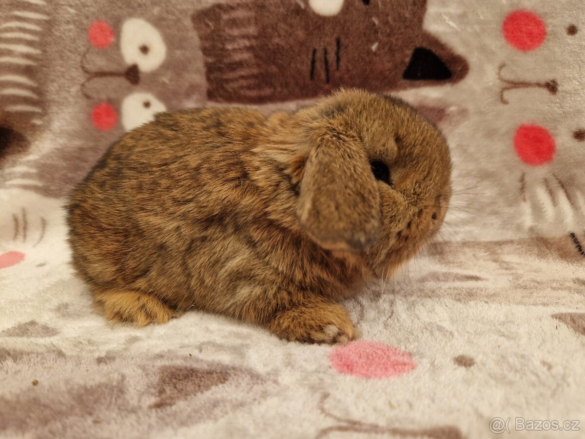 Zakrslý beránek - minilop - 3