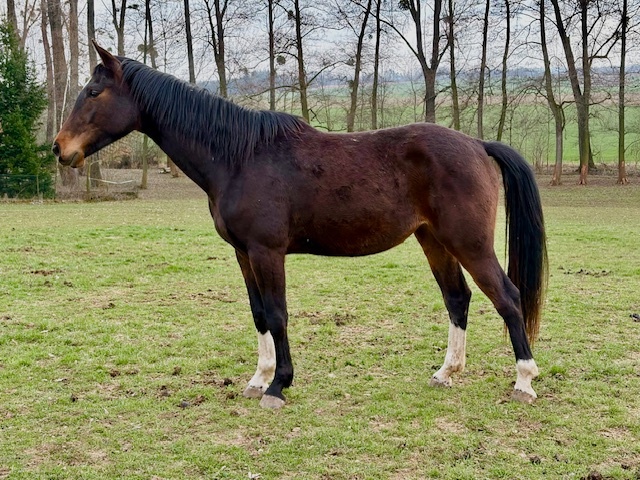 Prodám klisnu - 3