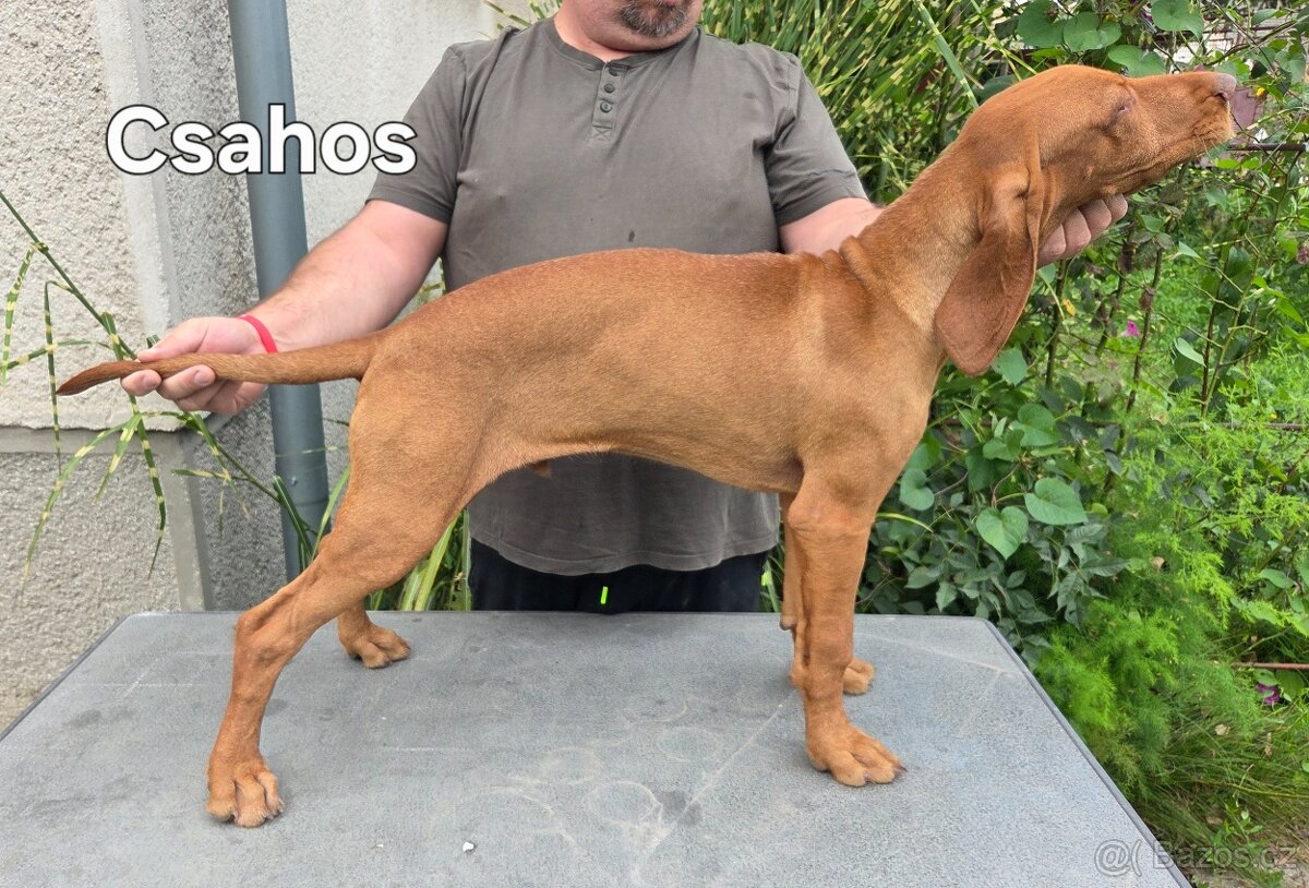 Maďarský drôtosrstý stavač-ohař - 3