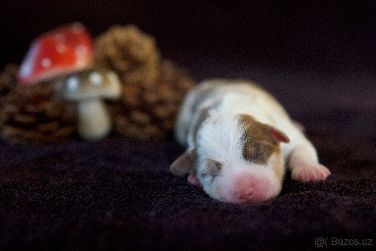 Miniaturní americký ovčák s PP (FCI) - 3