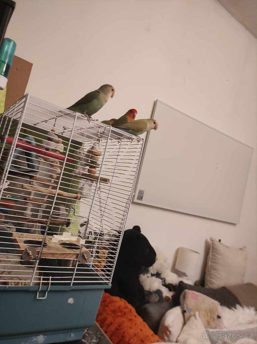 Agapornis růžohrdlý - 3