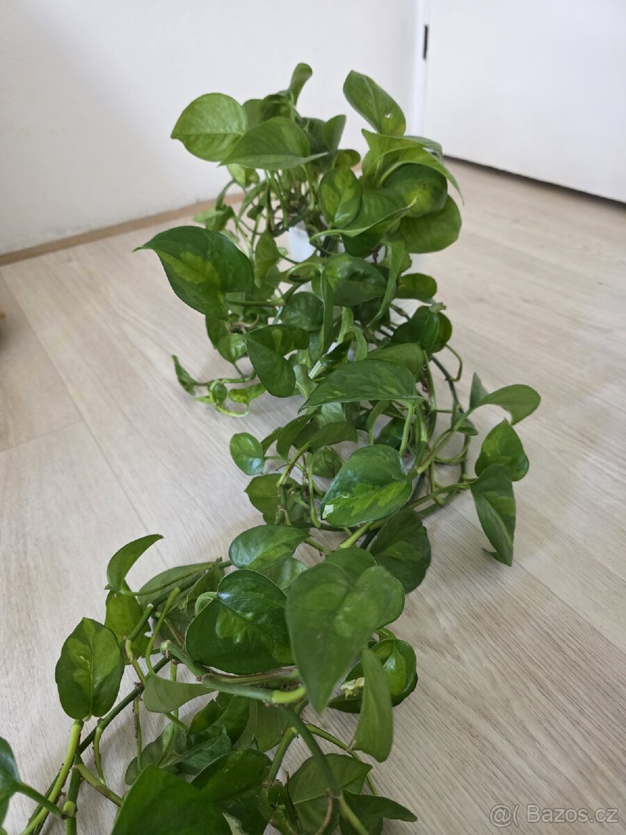 Epipremnum / Potos - 4x marble, snow queen, global, neon - 3