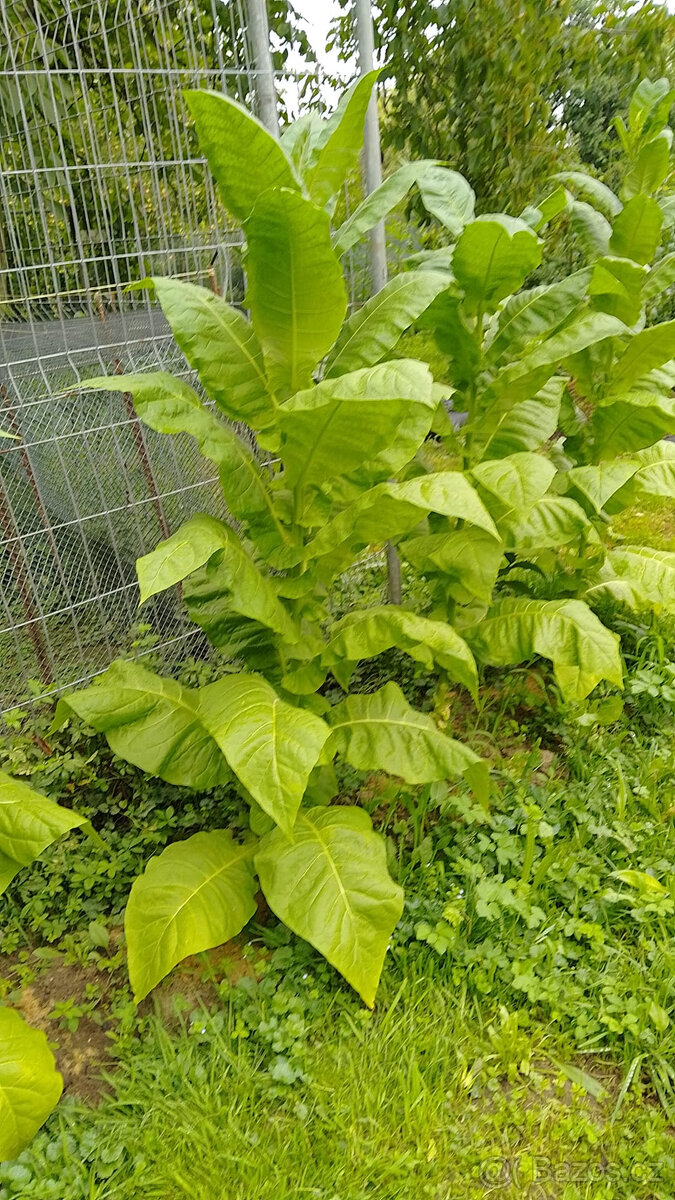 Tabák Burley semínka - 3