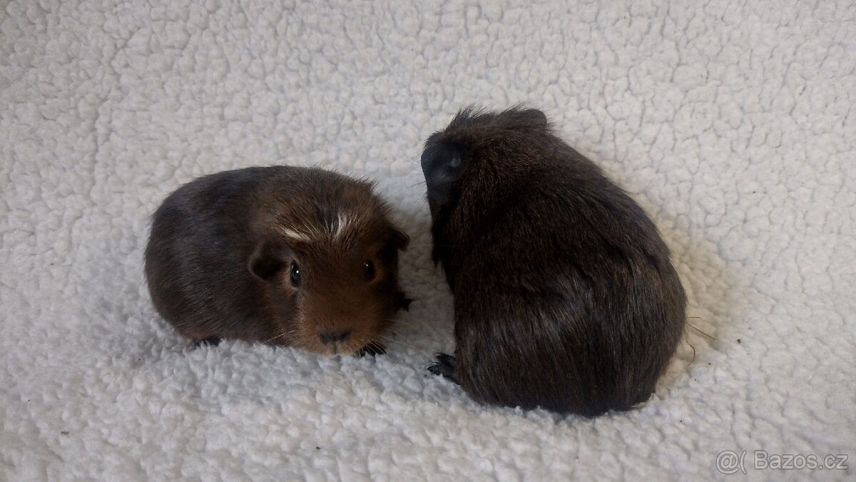 Morčátka - 3
