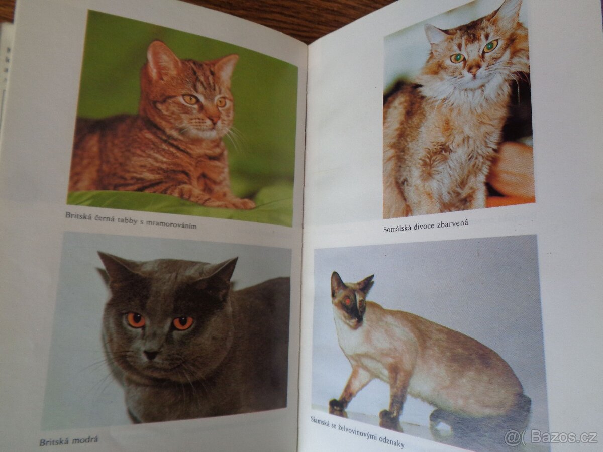 Kočky, kocouři a koťata - 3