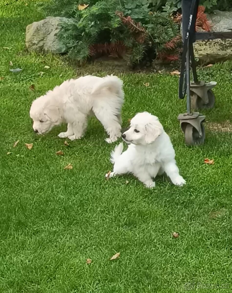 Maltézský psík - 3