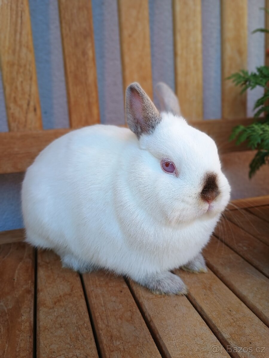 Zakrslá samička mazlíček - 3