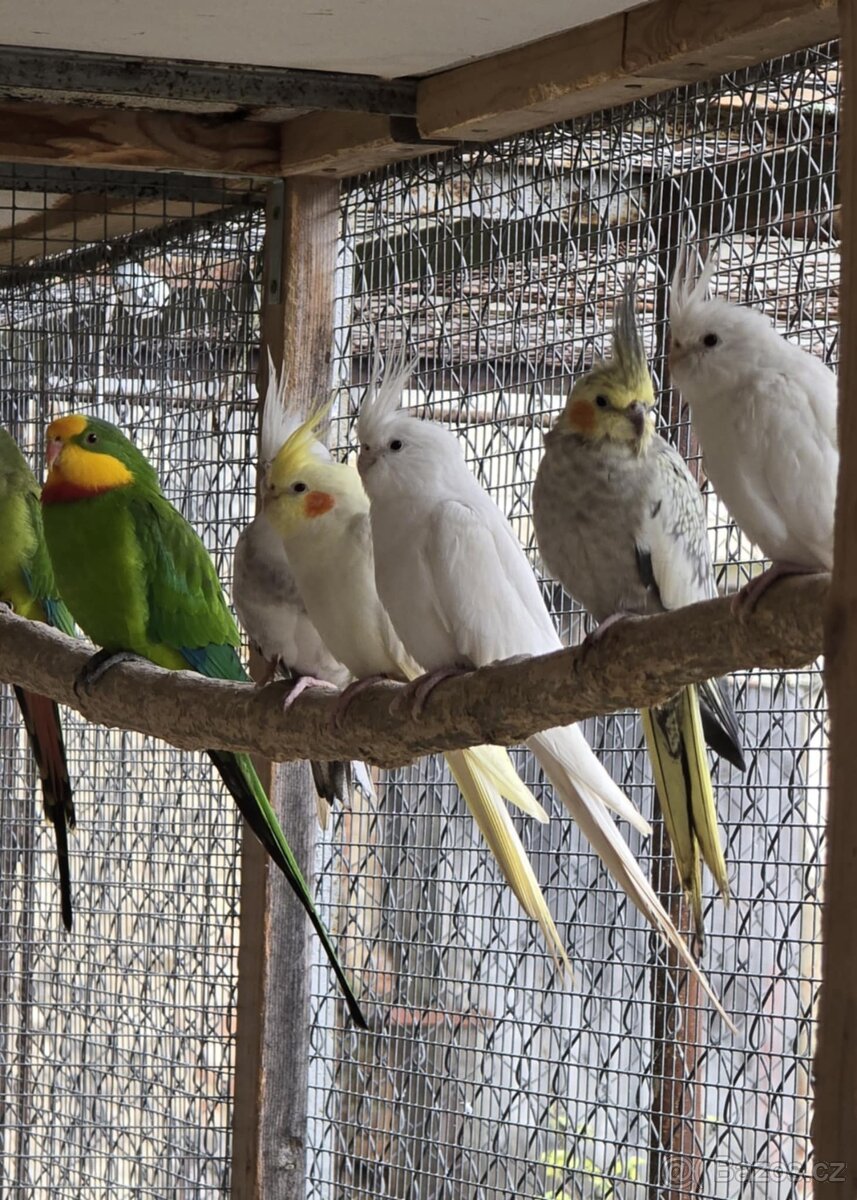 Korela chocholatá - 3