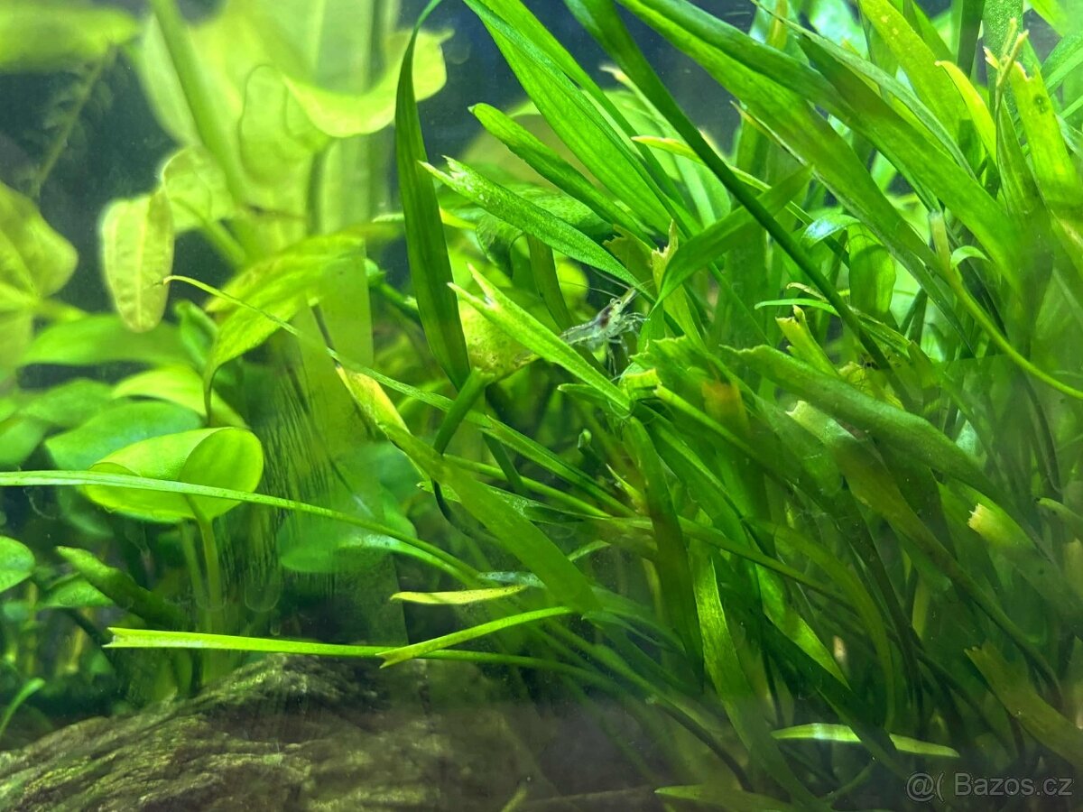 Krevetky Neocardina Davidi - 3