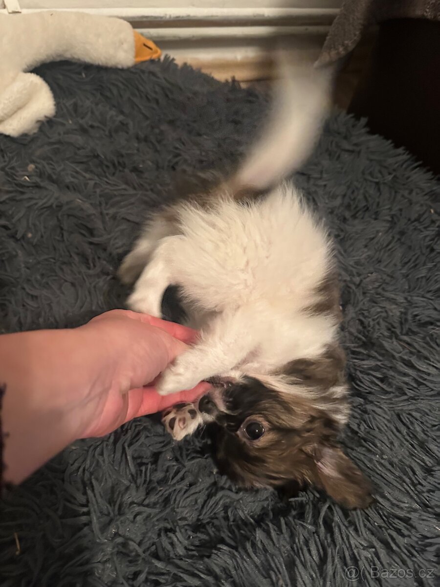 Štěně papillona s PP - 3