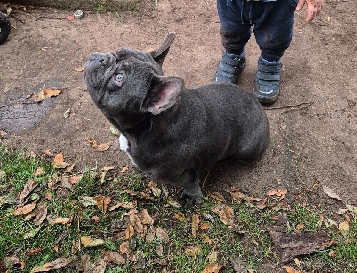 Francouzský buldoček - 3