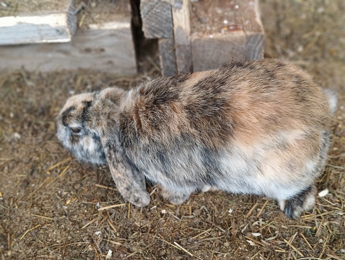 Prodám zakrslého beránka - samičku - 3