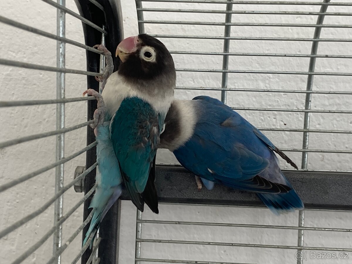 Agapornis Škraboškový - 2x samice - 3