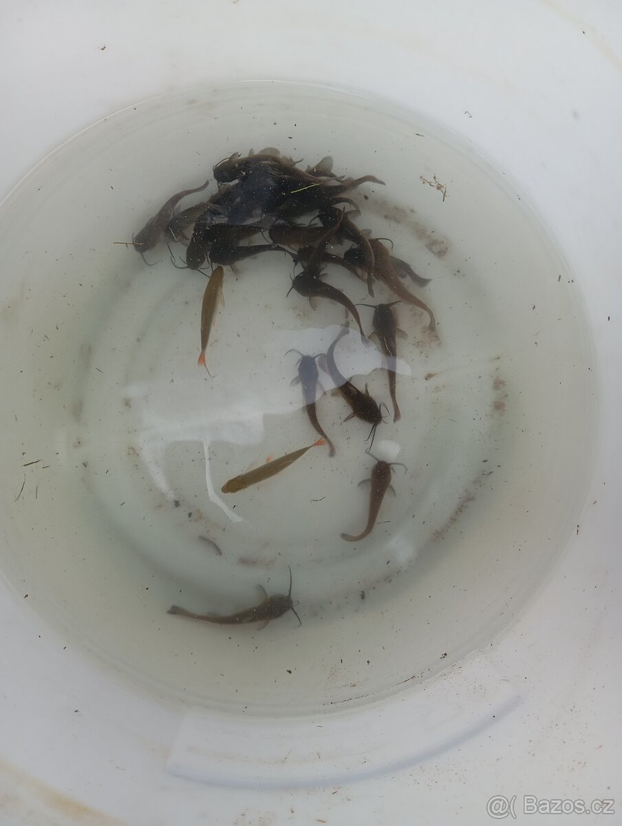 Sumeček Americký - 3