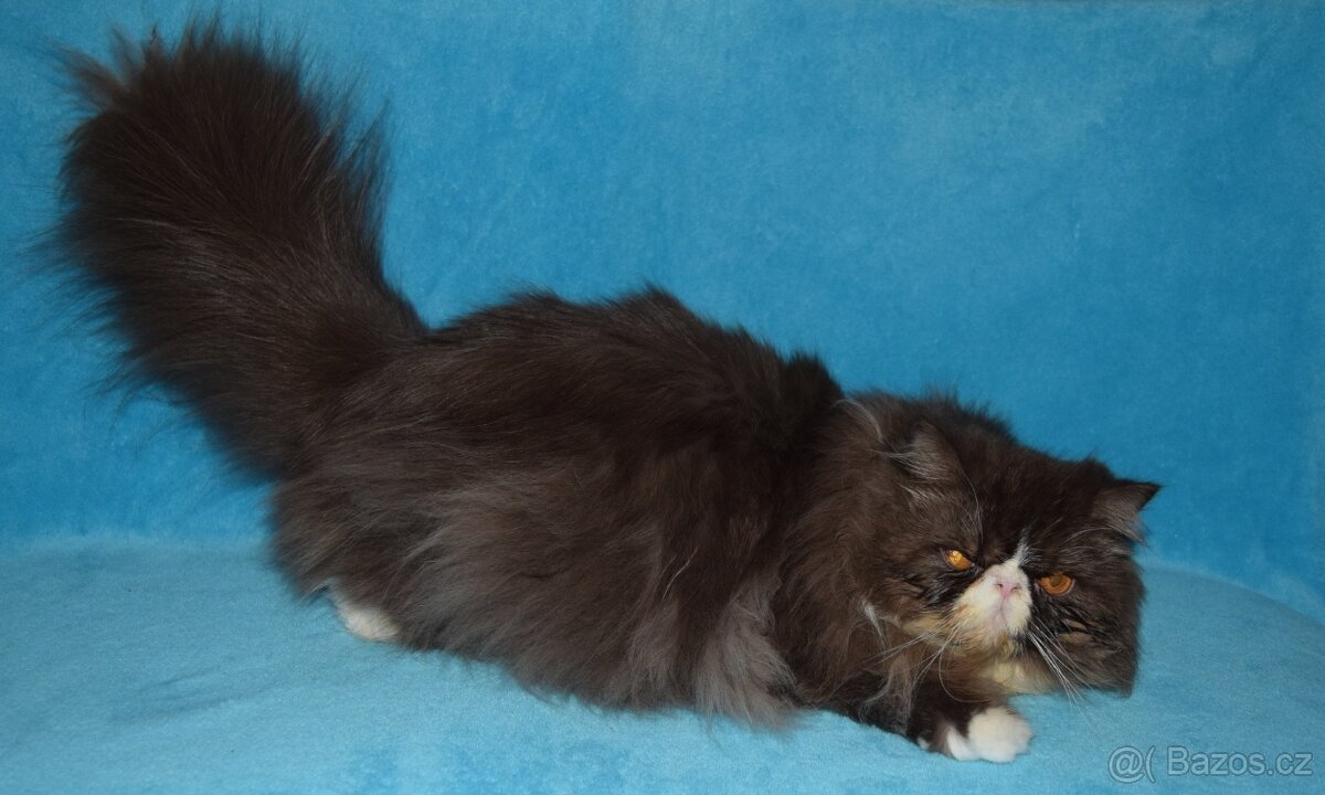 Perský kocour - 3