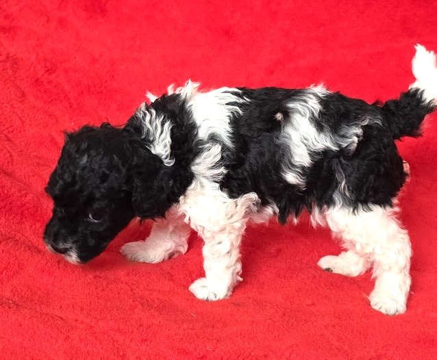 Pudl trpasličí vícebarevný s PP - 3