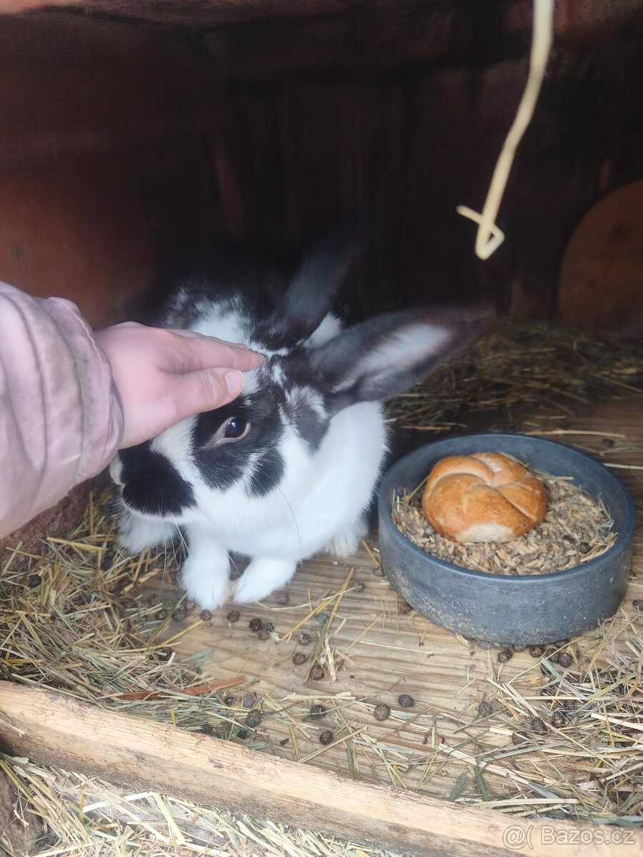 Samec Hyla strakáč - 3