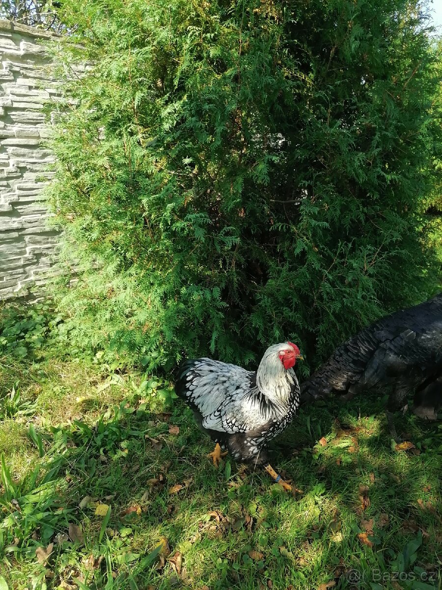 Wyandotka velká stříbrná černě lemovana - 3