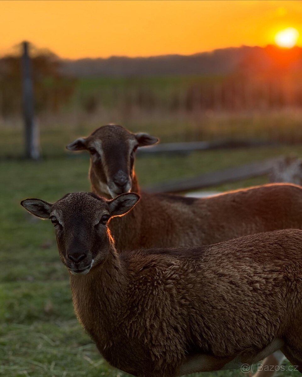 Kamerunské ovce - 3